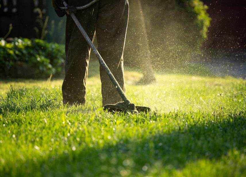 Professional Lawn Maintenance-image